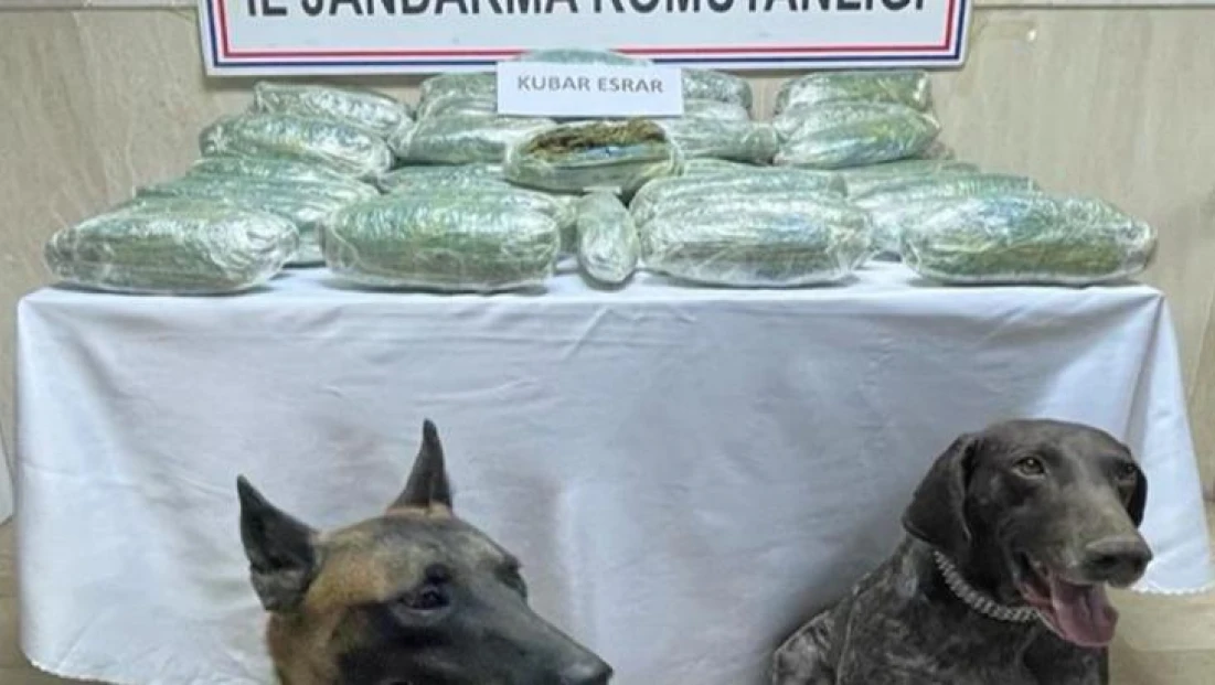 28 kilo 542 gram kubar esrar 'Yüzey' ve 'Siklet'in burnundan kaçmadı