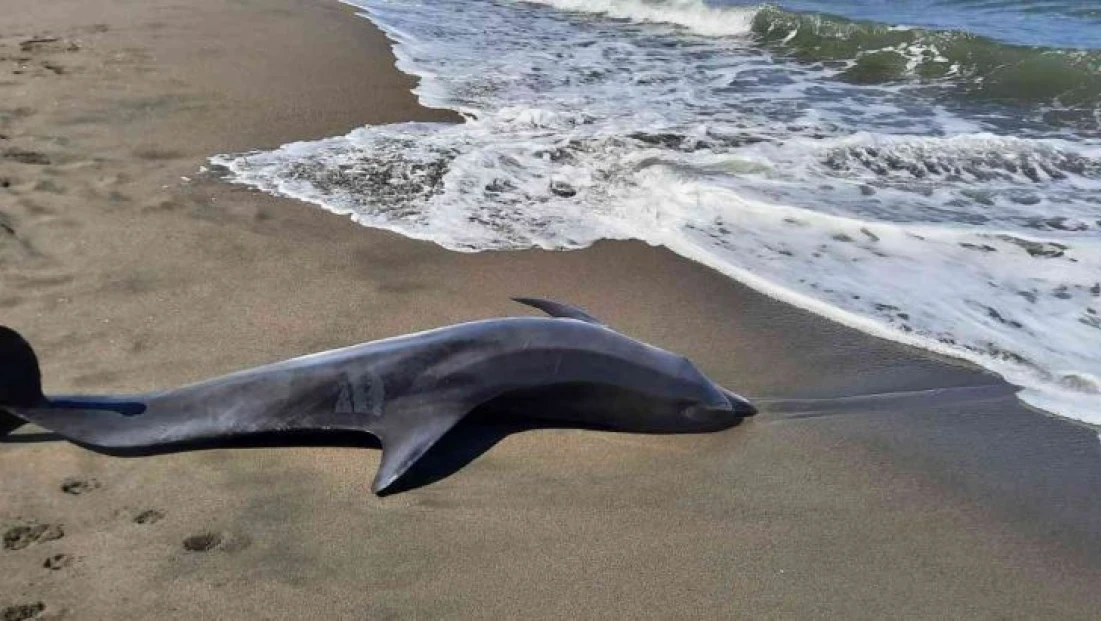Sakarya'da ölü yunus kıyıya vurdu