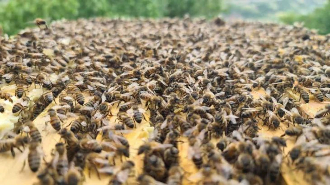'Bingöl bal arısı' ile hem arı ölümlerinin önüne geçilecek hem de kalite artacak