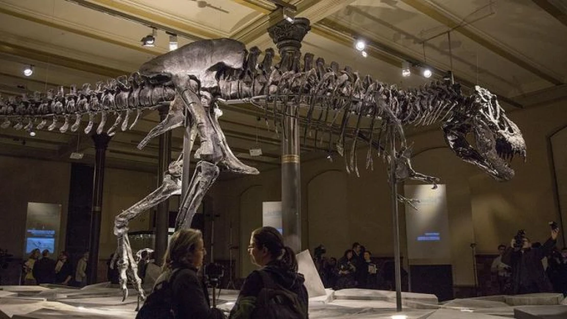 66 milyon yaşındaki dinozorun iskeleti Berlin'de