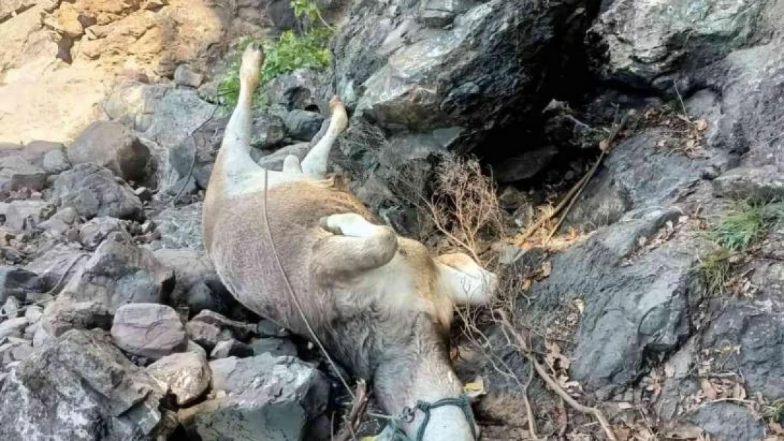 Aç kalan ayının kovaladığı büyükbaş hayvanlar uçuruma yuvarlandı