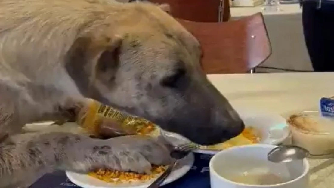 Aç kalan köpek üniversitenin yemekhanesine girdi, masadan yemek yedi