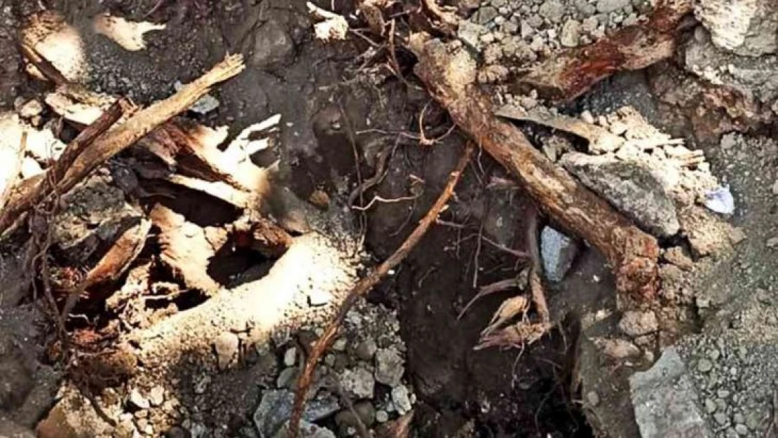 Adıyaman'daki 270 yıllık anıt ağaca zarar verenler hakkında suç duyurusu