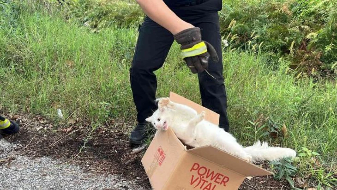 Ağaca çıkan kedi, ekipleri harekete geçirdi