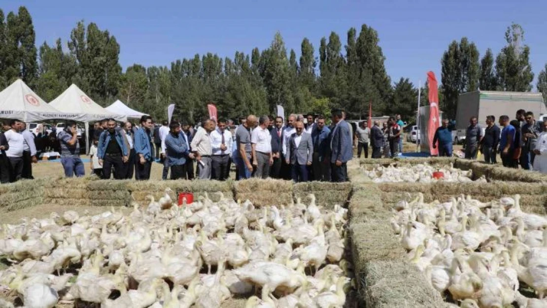 Ağrı'da 5 bin adet kaz palazı üreticiye dağıtıldı