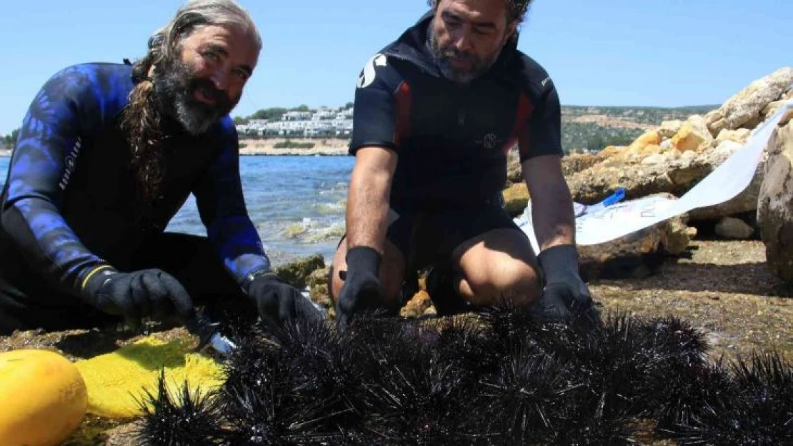 Akdeniz'de dikenli zehirli deniz kestanesi istila hızı yüzde 108