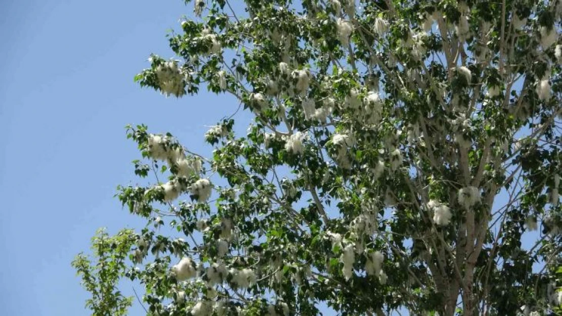 Alerjik hastalığı olanlara 'polen' uyarısı