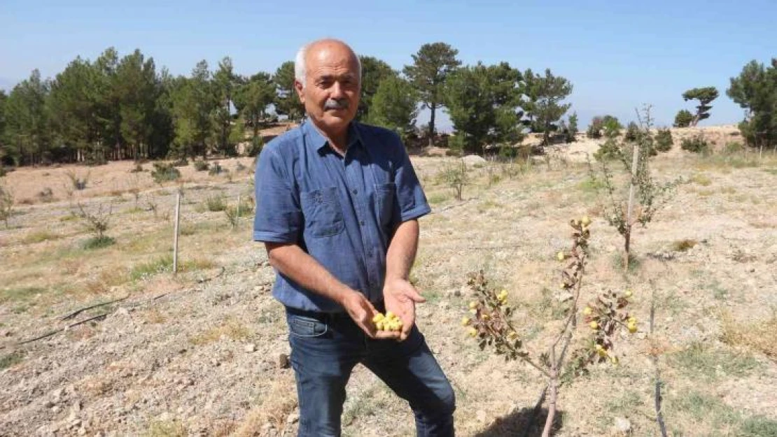 Alıç bahçesini traktörle sürüp tahrip ettiler