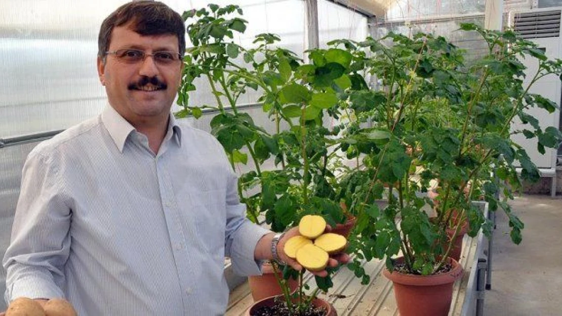 &quotAllah diyen sarısı" patatesi tescillenecek