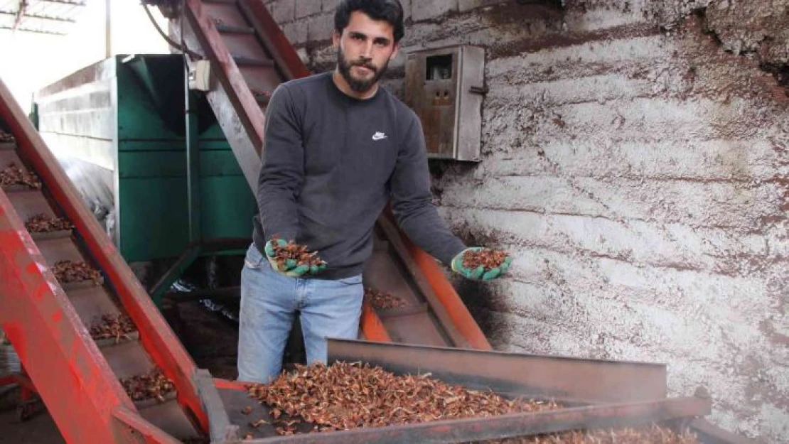 Altın değerindeki künarın zorlu yolculuğu başladı