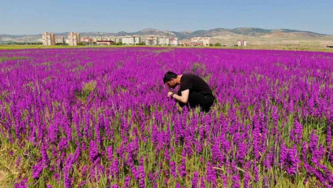 Ankara'da boş arazide bulunan mor çiçekler görülmeye değer bir manzara sunuyor