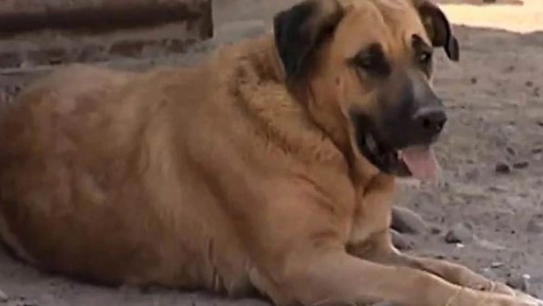 Annesi terk etti, köpekten süt emerek hayatta kaldı