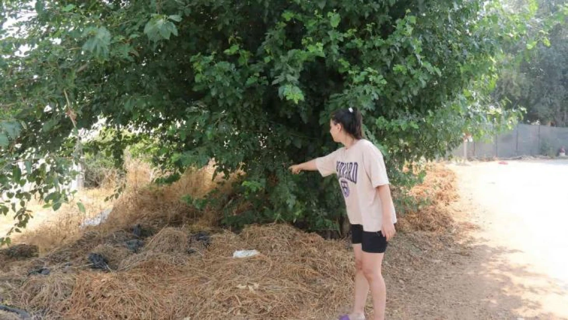 Antalya'da vicdanları sızlatan olay: Ağaç altında bebek bulundu