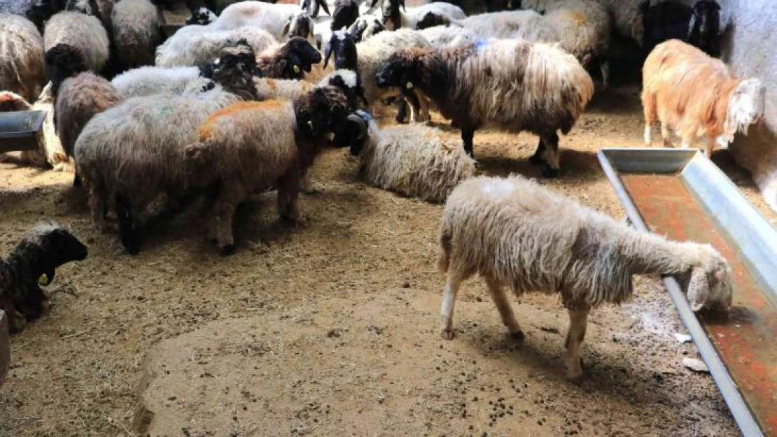 Aracılar koyunları ahırda tutup fiyat yükseltiyor