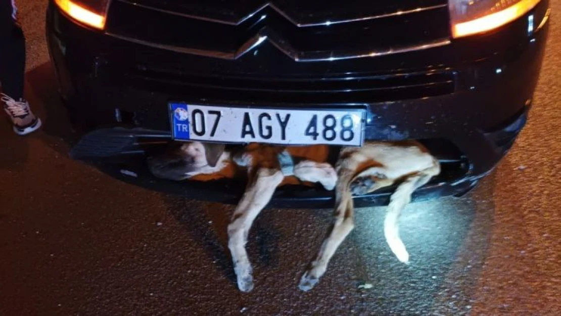 Aracın çarptığı köpek tampona sıkıştı