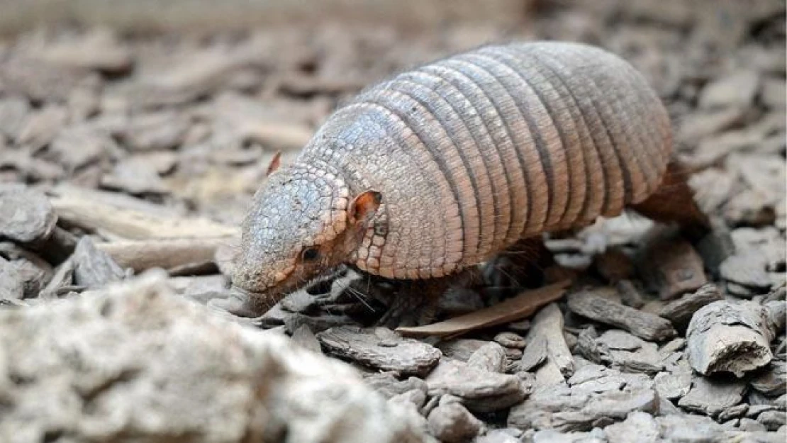 Armadilloların 'atası' bulundu