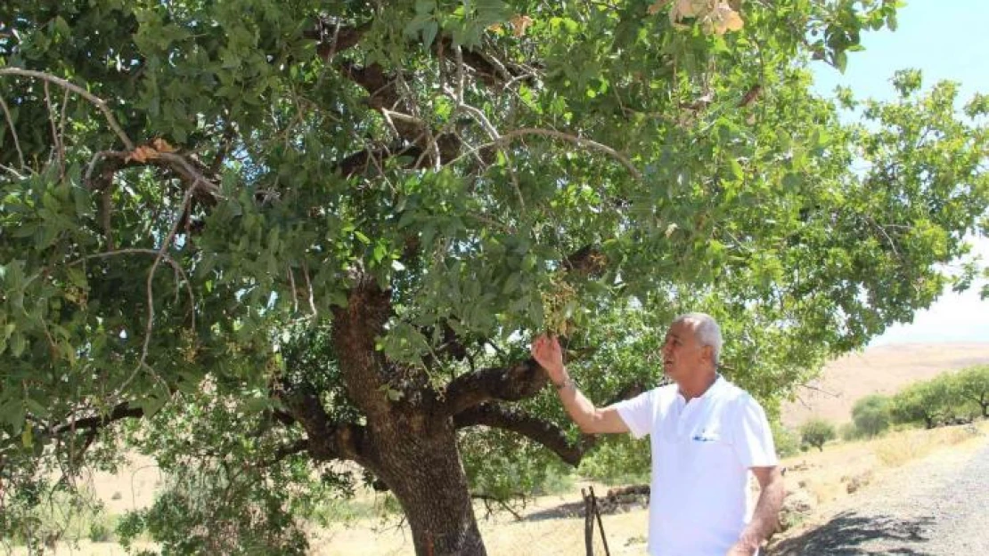 Asırlık ağaçların verdiği ürün altınla yarışıyor