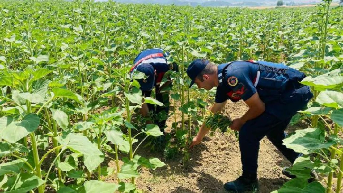 Ayçiçeği tarlalarına kenevir ekmişler