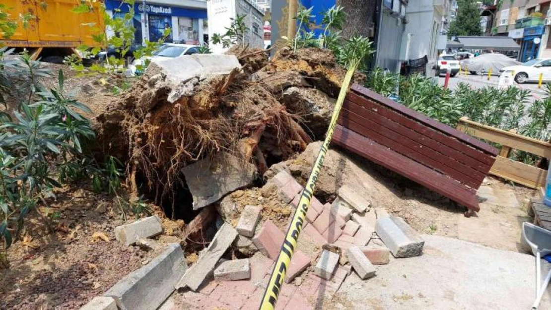 Bebek'te asırlık ağaç yola devrildi: 2 kişi yaralandı