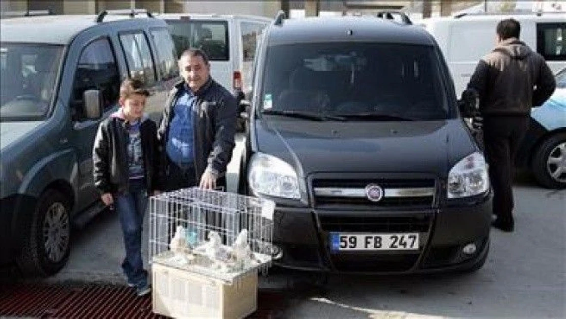 Beslediği 11 kuşu sattı 2011 model araba aldı
