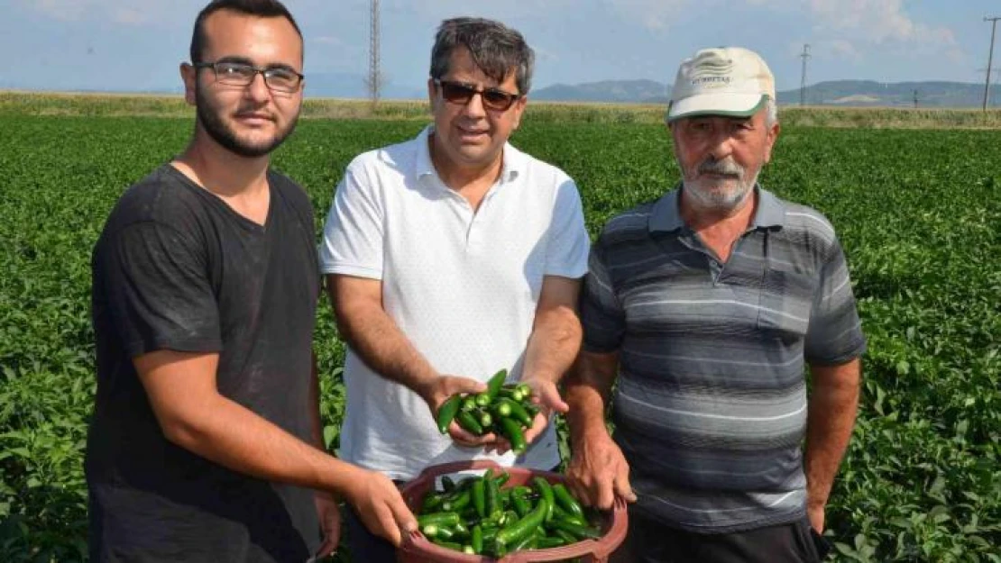 Biber eken 13 kat fazla kazanıyor