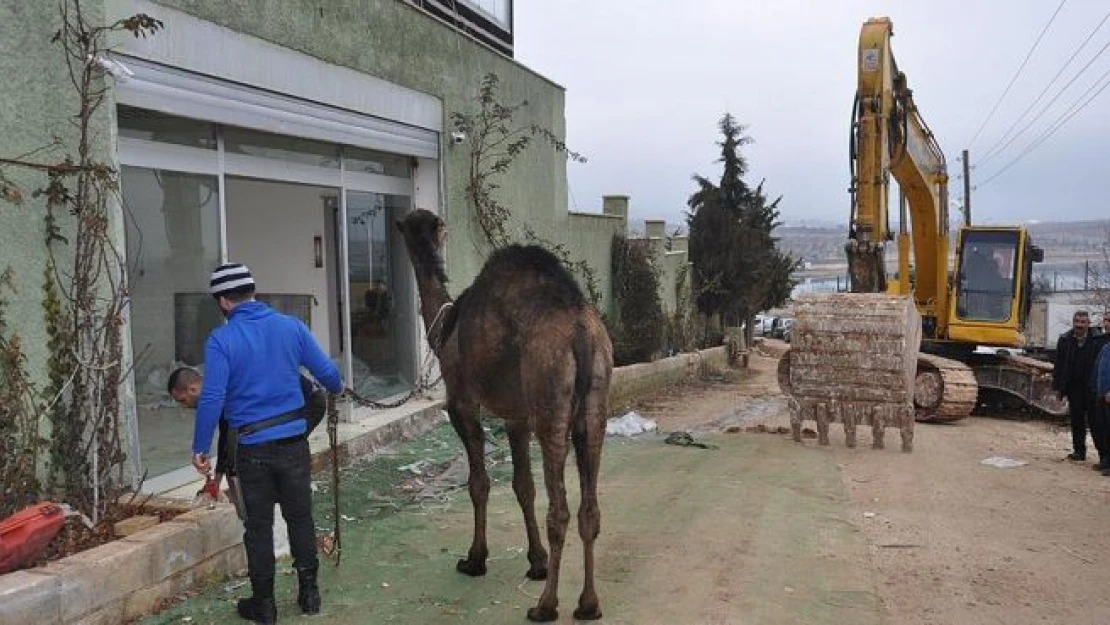 Bina yıkımını deve keserek protesto ettiler