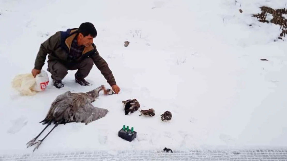 Bingöl'de kaçak avcılar turna ve 3 ördeği vurdu