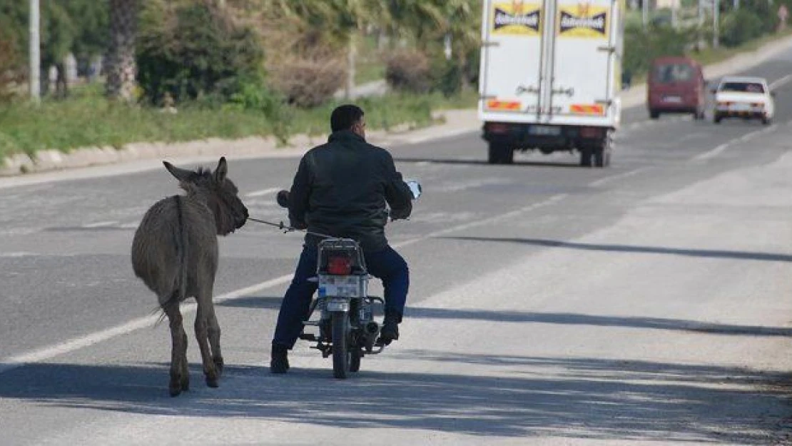 Bu fotoğrafta bir &quoteşek" var! Karayolunda eşeğe motosikletli eziyet