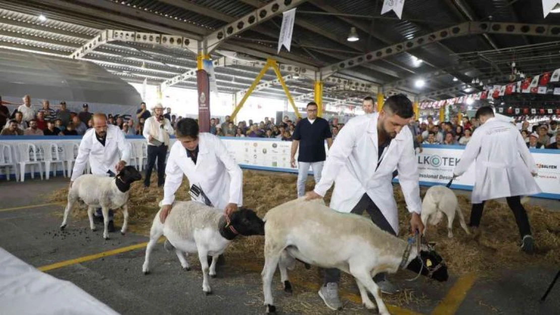 Bursa'da güzel koyun ve koyun kırkma yarışması nefes kesti