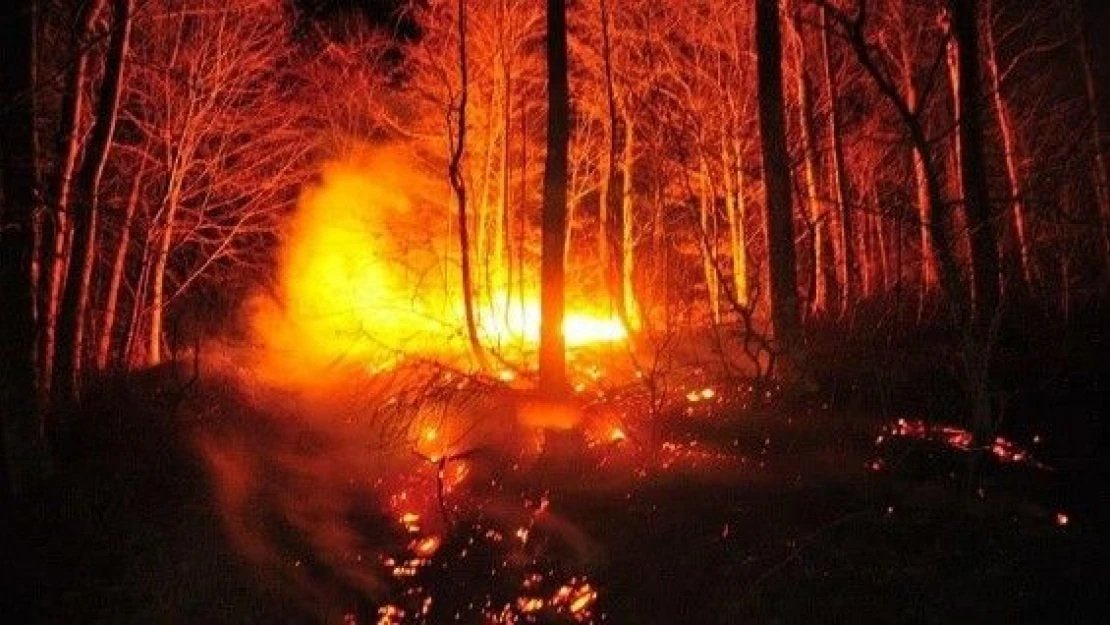 Bursa'da orman yangını