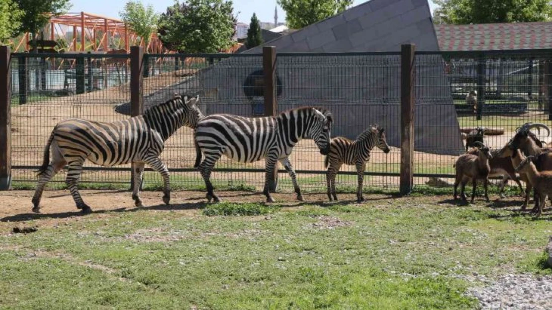 Kayseri'deki Büyükşehir Hayvanat Bahçesi'nde yeni doğan zebra ilgi odağı oldu