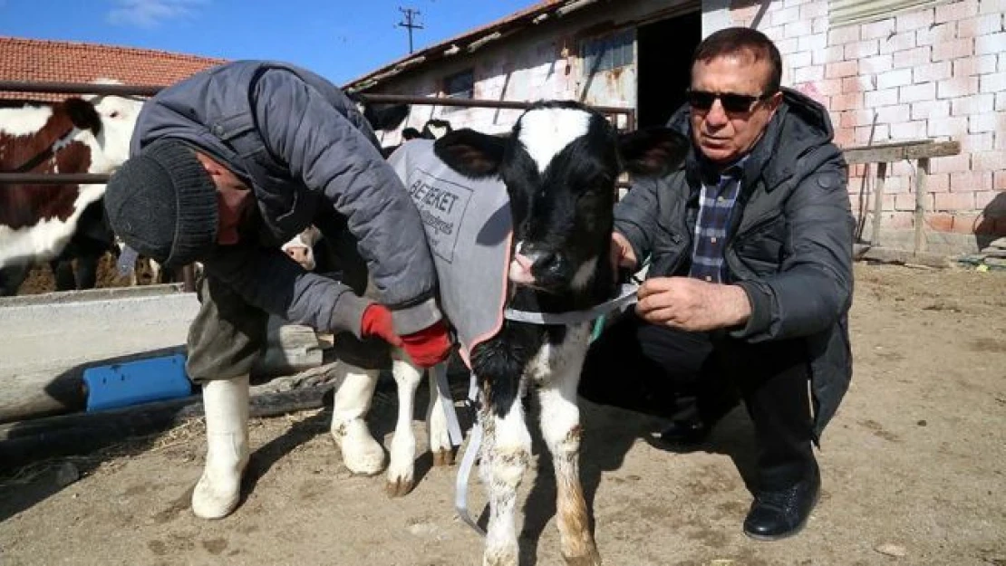 Buzağıları soğuktan 'battaniye' ile koruyacak