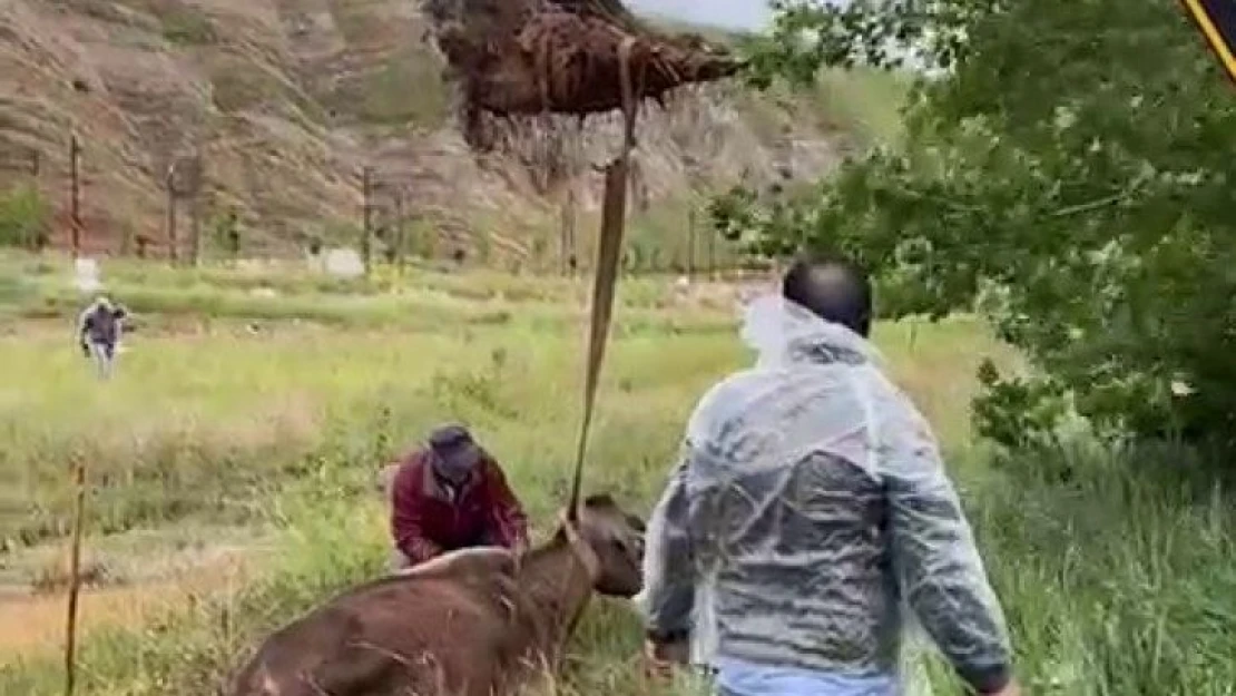 Çamura saplanan inek iş makinesi ile kurtarıldı