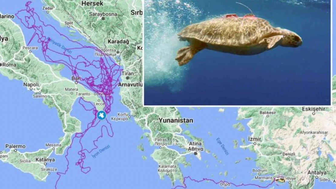 Caretta Caretta 'Tuba', 3 yılda 17 bin 500 kilometre yol kat etti