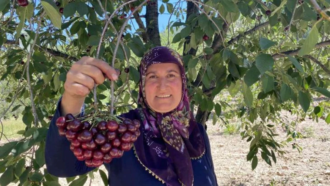 Coğrafi işaretli 'Çubuk Vişnesi'ni ağrı kesici olarak kullanıyorlar