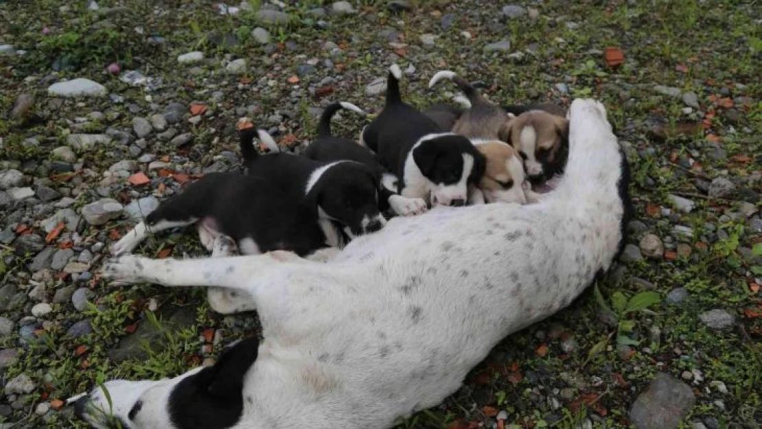 Dere yatağına düşen anne köpek ve yavruları vatandaşlar tarafından kurtarıldı