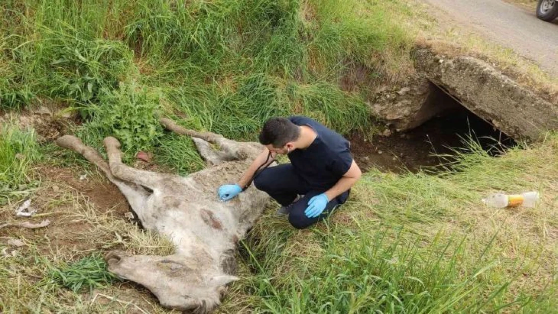 Diyarbakır'da menfezde bulunan yaralı katır tedavi altına alındı