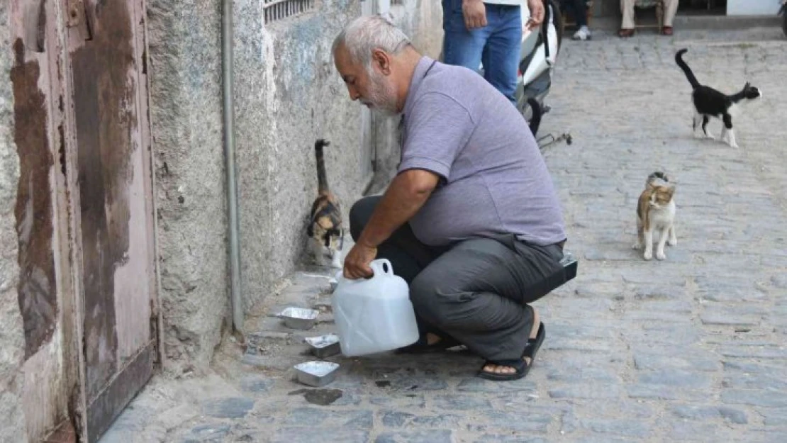 Diyarbakır'da sokak hayvanlarına destek: Günde 3 bin hayvana mama dağıtılıyor