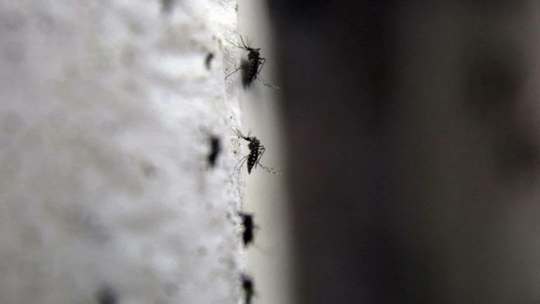 Dünya Sağlık Örgütü Zika virüsüyle ilgili acil durum ilan etti