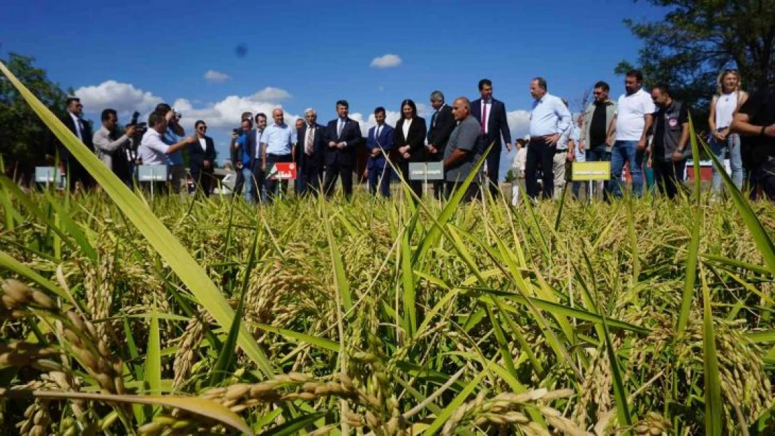 Edirne, çeltik üretiminde  Türkiye'de öncü