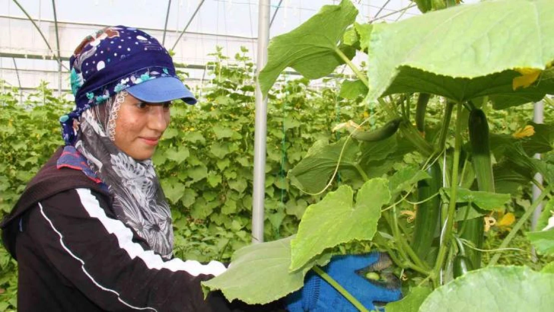 Elazığ'da 45 derece altında salatalık hasadı