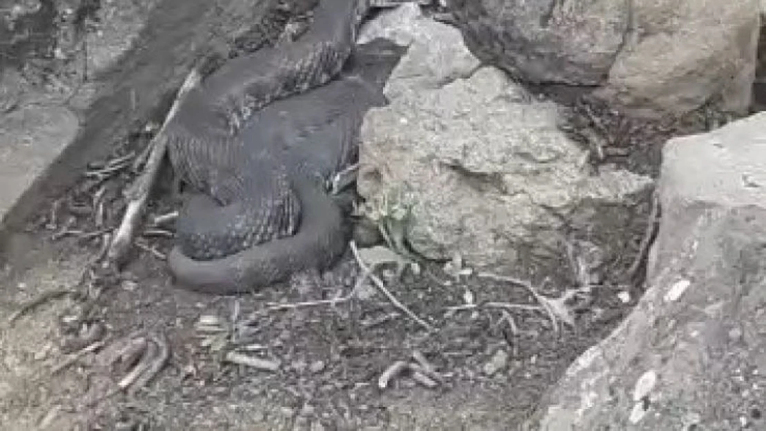 Elazığ'da dev yılan görenleri korkuttu