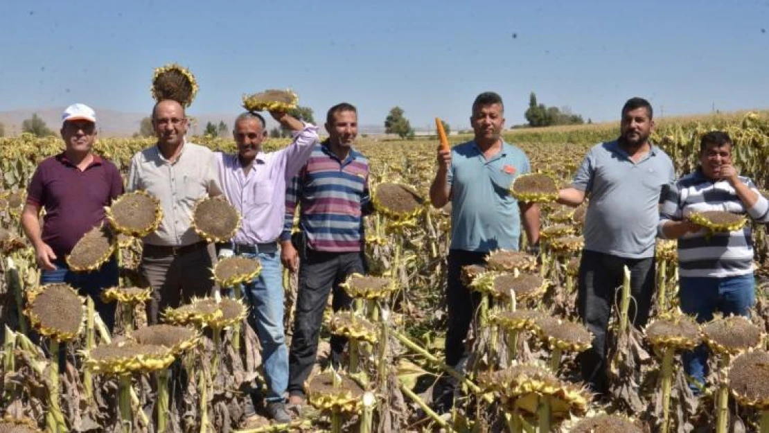 Elbistan'da 'siyah altın' hasadı başladı