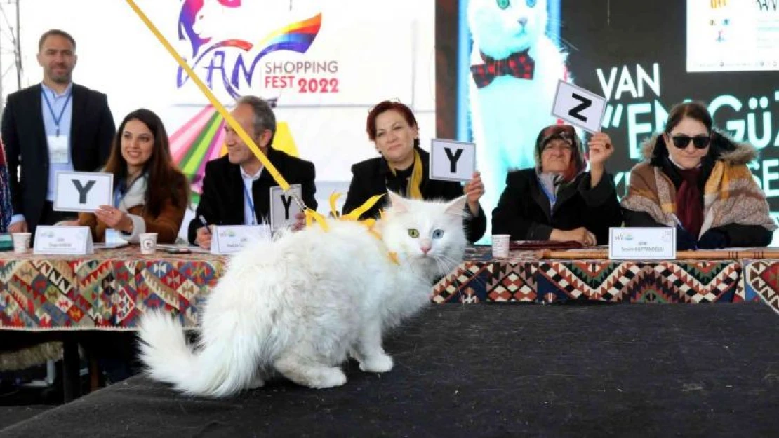 En güzel Van kedisi seçildi