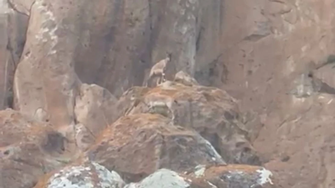 Erzurum'da nesli tükenmekte olan yaban keçileri görüntülendi