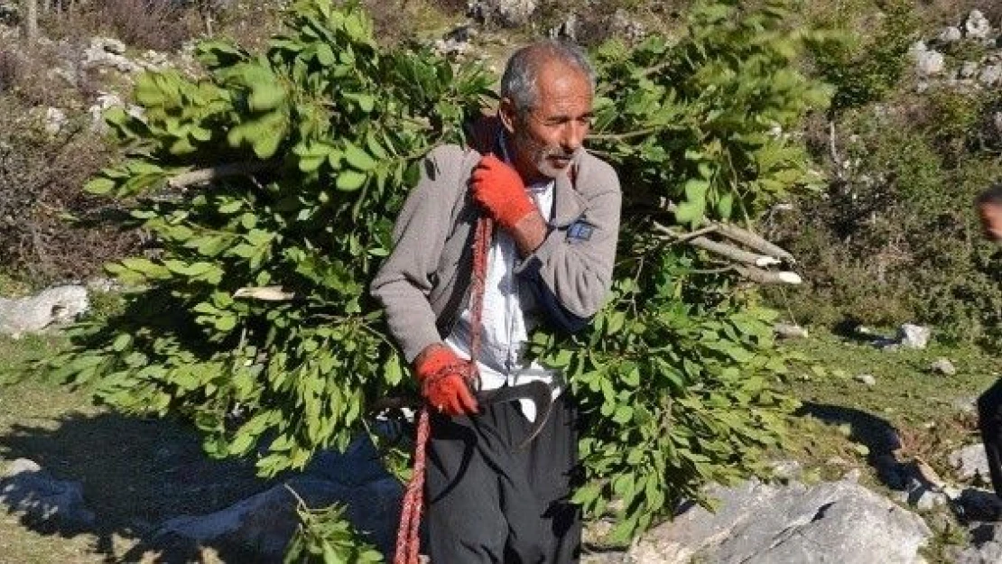 Eskiden keçi yemiydi şimdi geçim kaynağı oldu