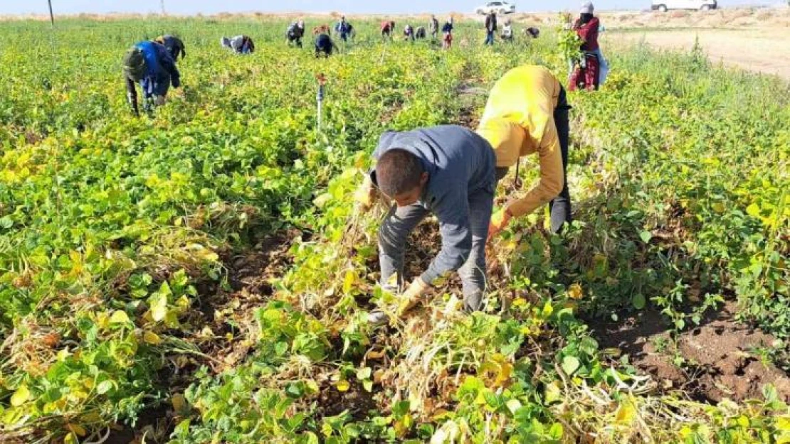 Fasulye hasadı çiftçilerin yüzünü güldürdü