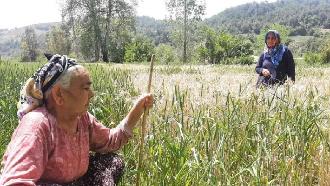 Fatma ninenin buğday tarlasını zehir sıkarak kuruttular