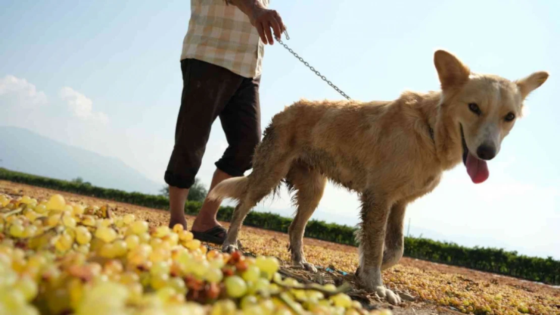 Geçmişte tüfekle korunan üzüm bağları eğitimli köpeklere emanet