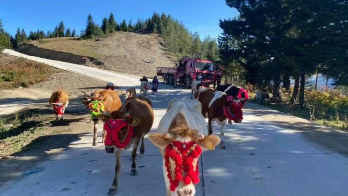 Gelin gibi süsledikleri inekleri ile yaylaların yolunu tuttular